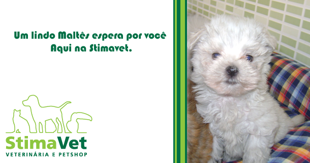 Maltês